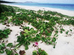 怀马纳洛