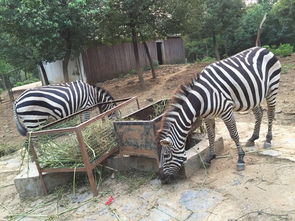 合肥野生动物园