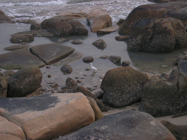 白鹭~~~~ 白鹭~~~~