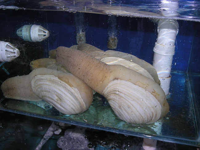 不知道是啥贝 不知道是啥贝