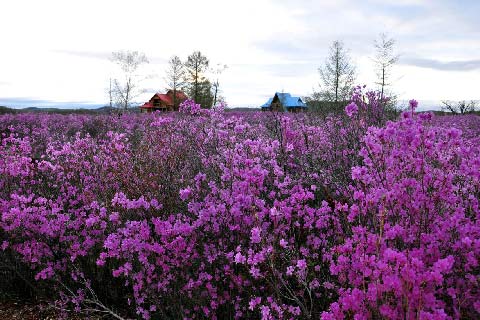 达尔滨湖国家森林公园的杜鹃花 达尔滨湖国家森林公园的杜鹃花