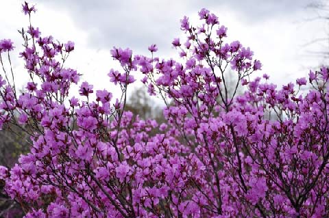 紫色杜鹃 紫色杜鹃