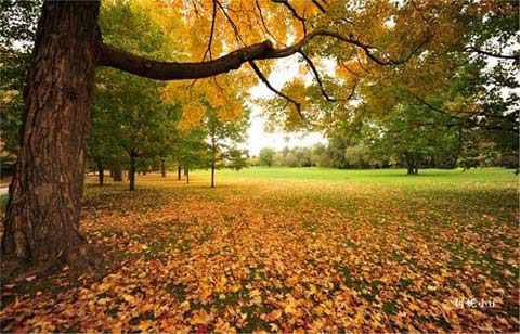 枫叶之国 枫叶之国