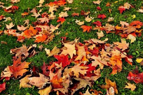 赏枫之旅 赏枫之旅