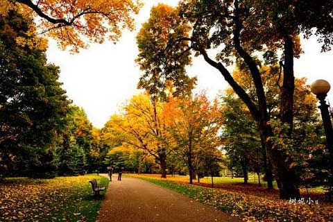 枫叶之国1 枫叶之国1