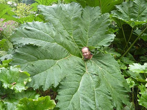 这种巨型叶片植物长11英尺(来源:每日邮报) 这种巨型叶片植物长11英尺(来源:每日邮报)