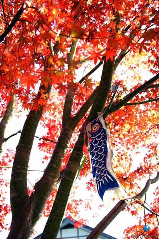 北海道枫叶 北海道枫叶