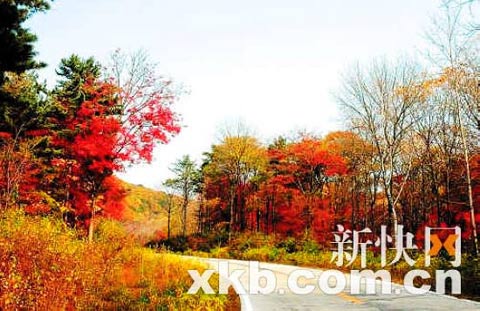 秋天的红叶 秋天的红叶