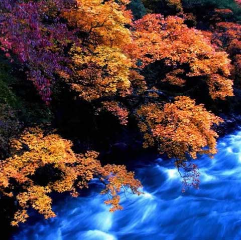 幽谷间流动的枫情 幽谷间流动的枫情