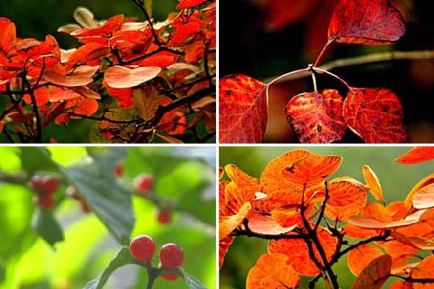 香山红叶 香山红叶