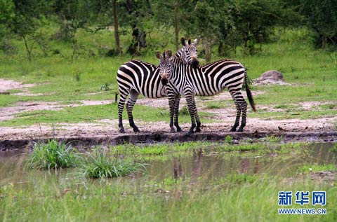这是在乌干达西部基鲁胡拉一座国家公园拍摄的斑马(2011年10月15日摄) 这是在乌干达西部基鲁胡拉一座国家公园拍摄的斑马(2011年10月15日摄)
