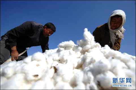 菜收棉花 资料图片 菜收棉花 资料图片