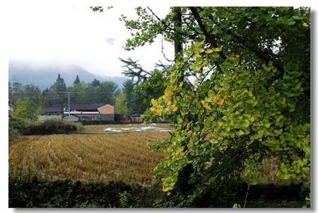 秋意渐浓 秋意渐浓