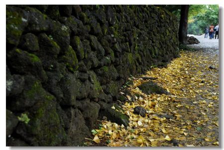 与大地亲密接触的落叶 与大地亲密接触的落叶
