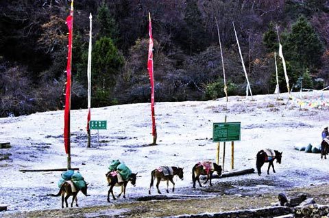 香格里拉行进中的马帮(黄剑摄影) 香格里拉行进中的马帮(黄剑摄影)