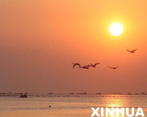 11月21日清晨，一群大天鹅飞抵山东荣成大天鹅自然保护区