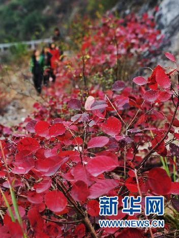 11月下旬以来，位于三峡库区的重庆巫山县红叶进入最佳观赏期，巫峡和小三峡两岸层林尽染、红似彩霞，吸引了大批游客前来观赏。