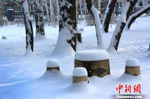 公园里,道路边的林木,一改往日单薄的装束,转而换上洁白的银装素裹。王宏山 摄 公园里,道路边的林木,一改往日单薄的装束,转而换上洁白的银装素裹。王宏山 摄
